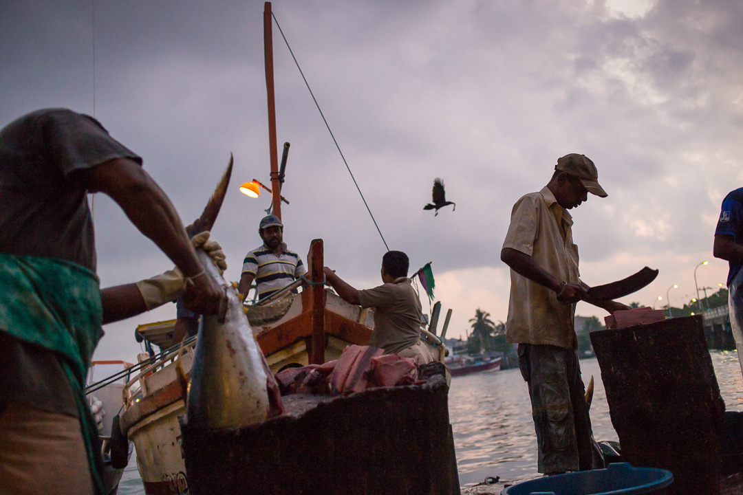 negombo fish market