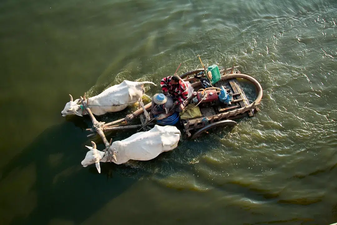 Two farmers on ox cart are crossing the Taungthaman Lake near Amarapura in Myanmar. Photo by Lorenz Berna