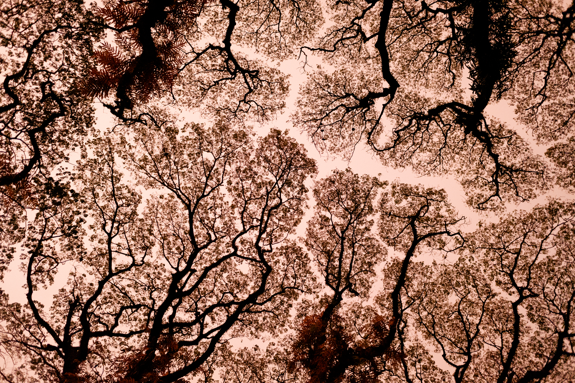 Intricate patterns created by tree branches against the sky in Fort Kochi, Kerala