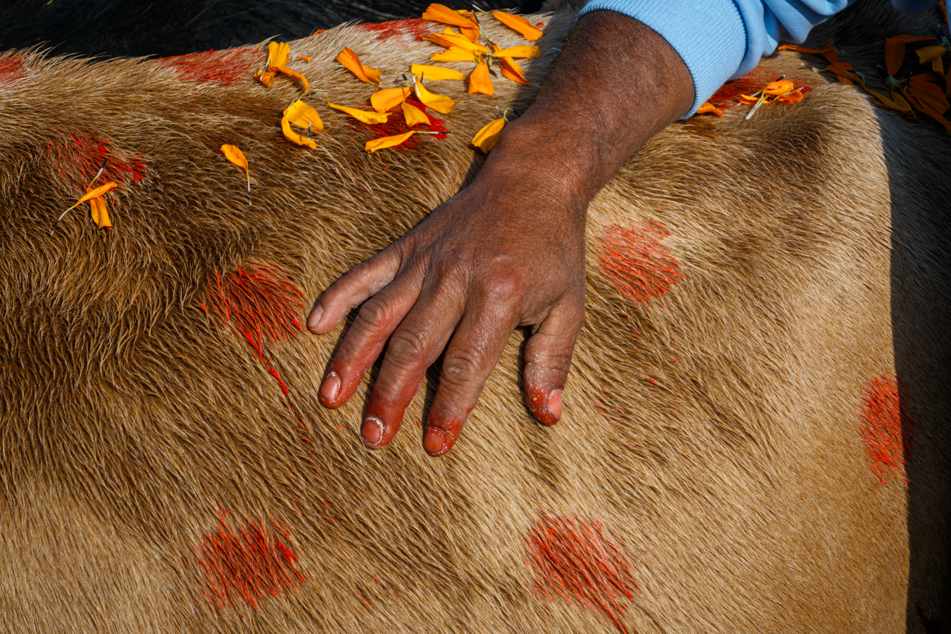 Close-up of a hand touching a cow decorated with red pigment and marigold petals during Gai Tihar