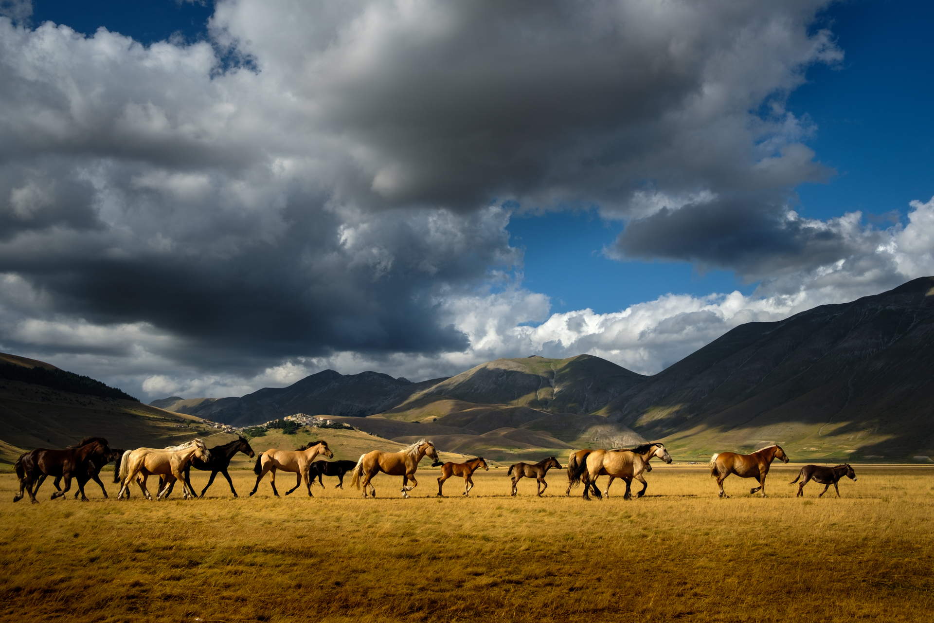 Wild horses crossing the plains under a dramatic sky — evoking freedom in authentic travel photography.