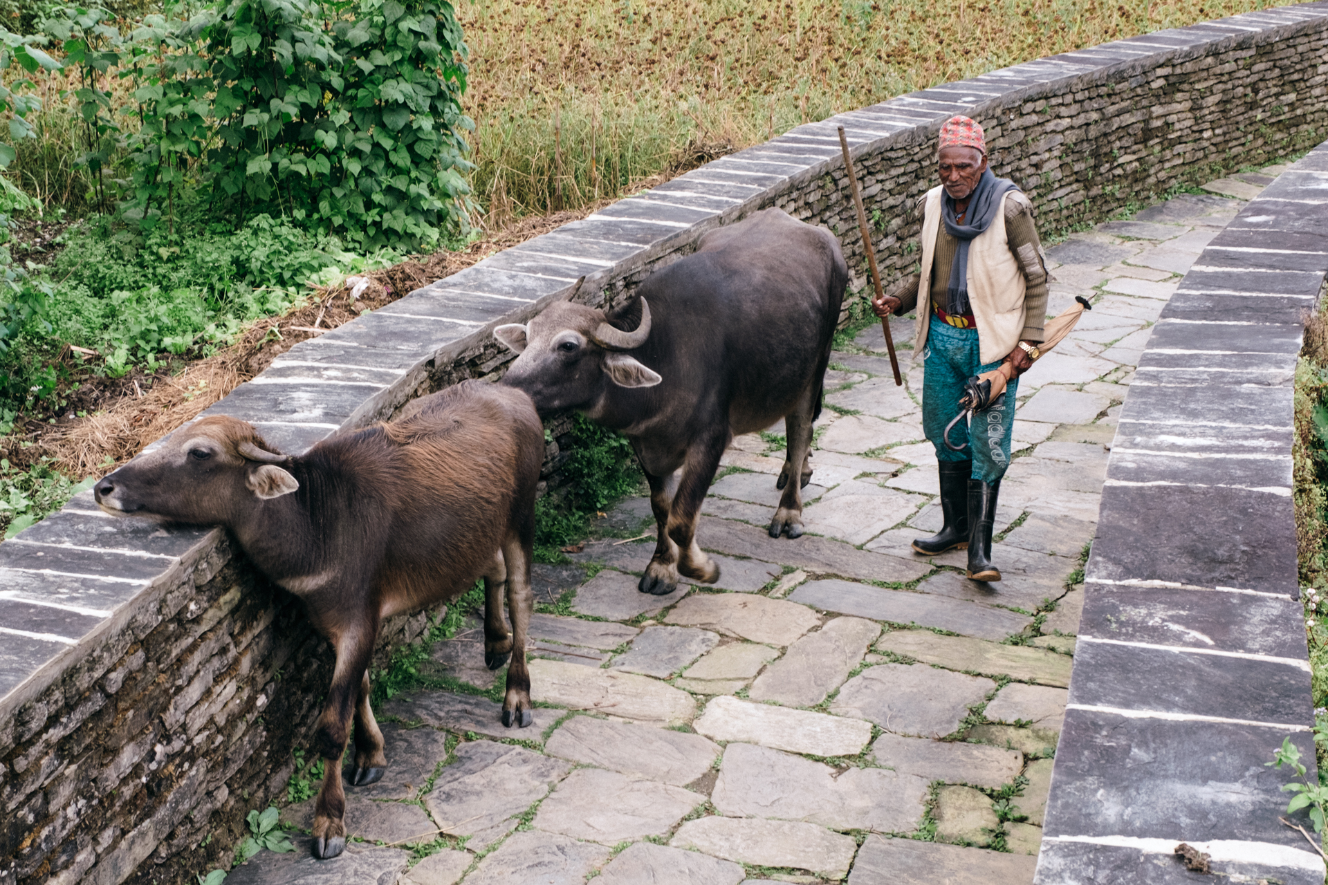Man walking with buffaloes along a stone path in the hills near Dhampus