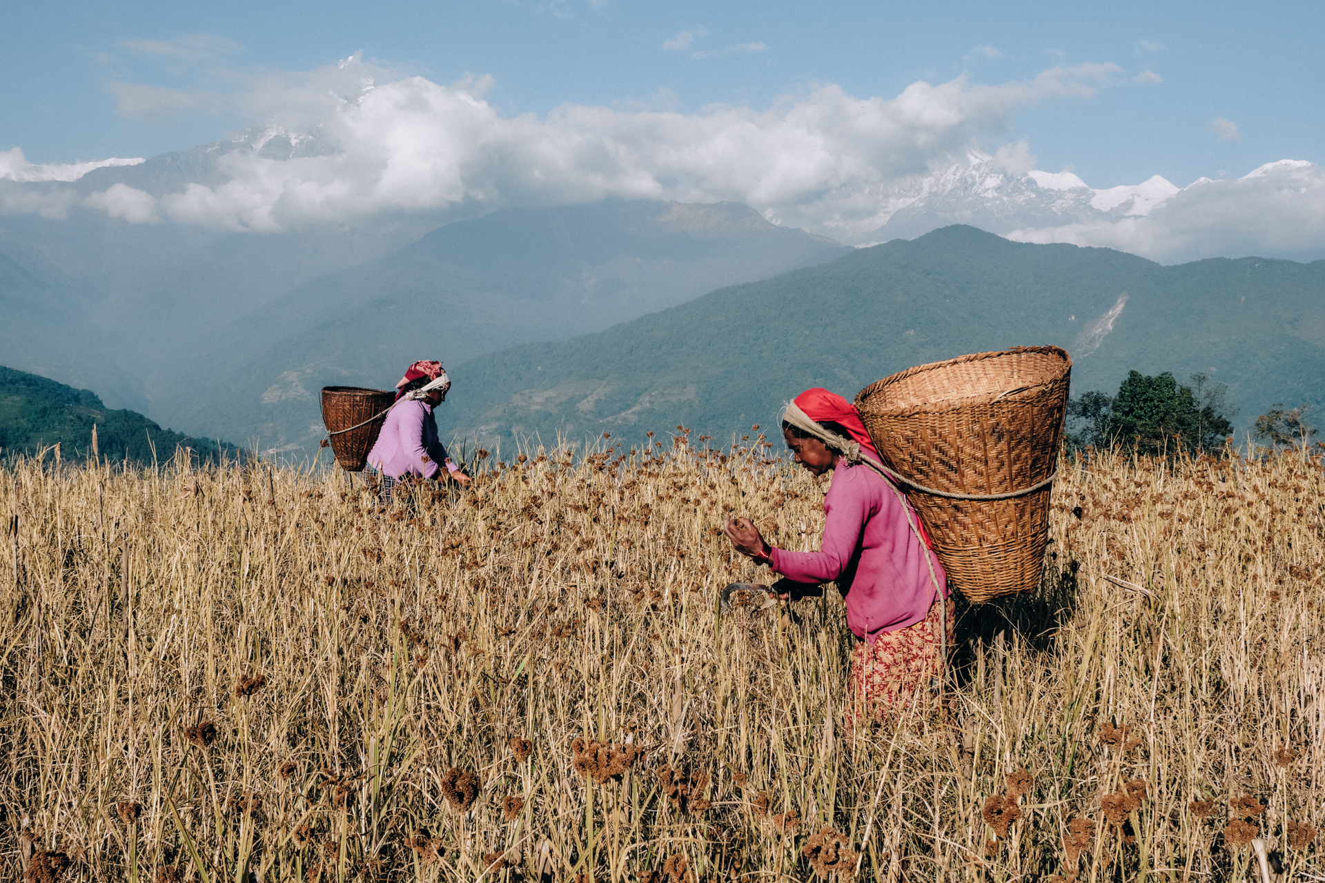 Local women harvesting millet in the fields near Dhampus – documenting rural life in Nepal