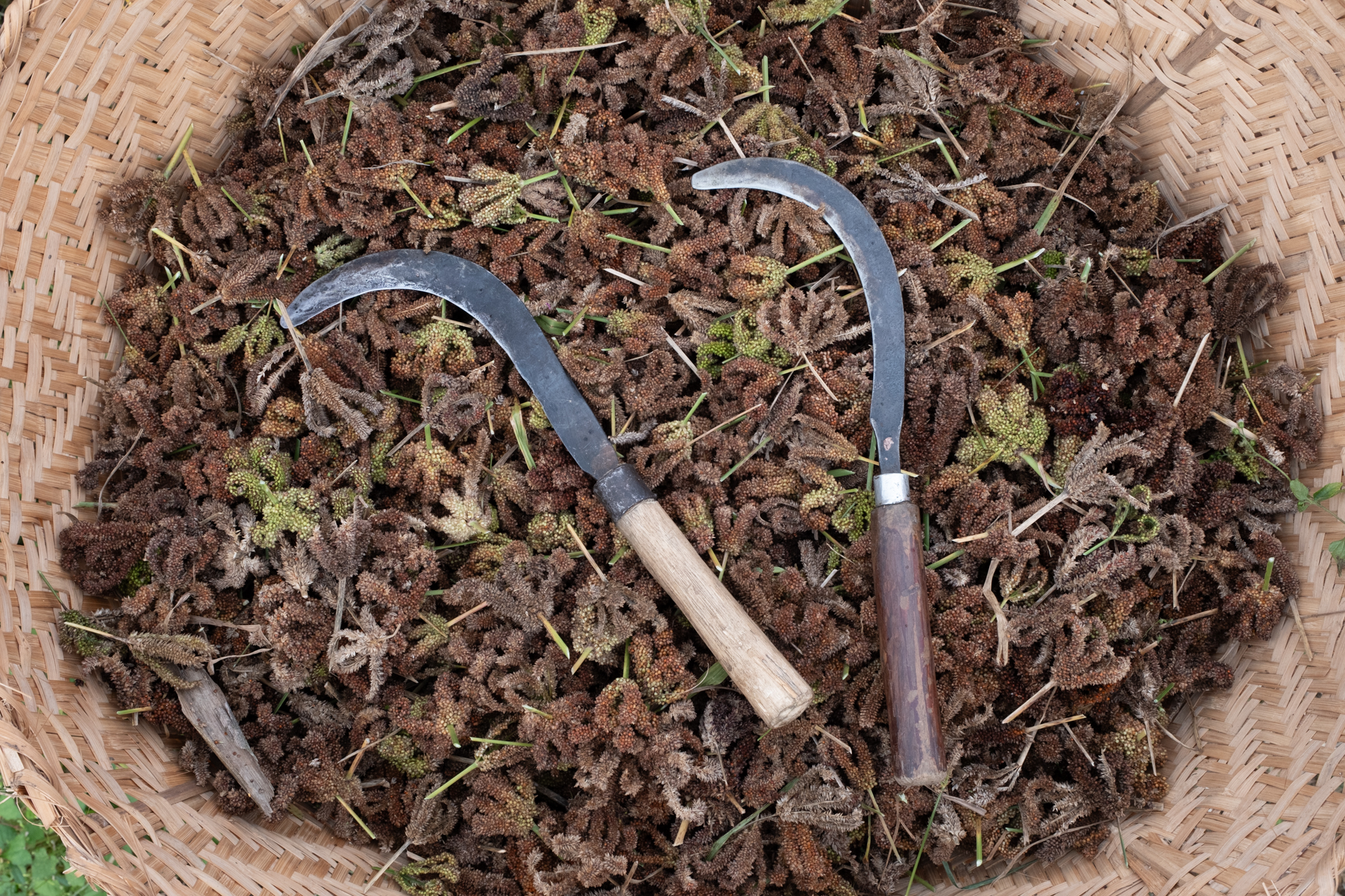 Basket of dried leaves and traditional sickles from a Nepali farm