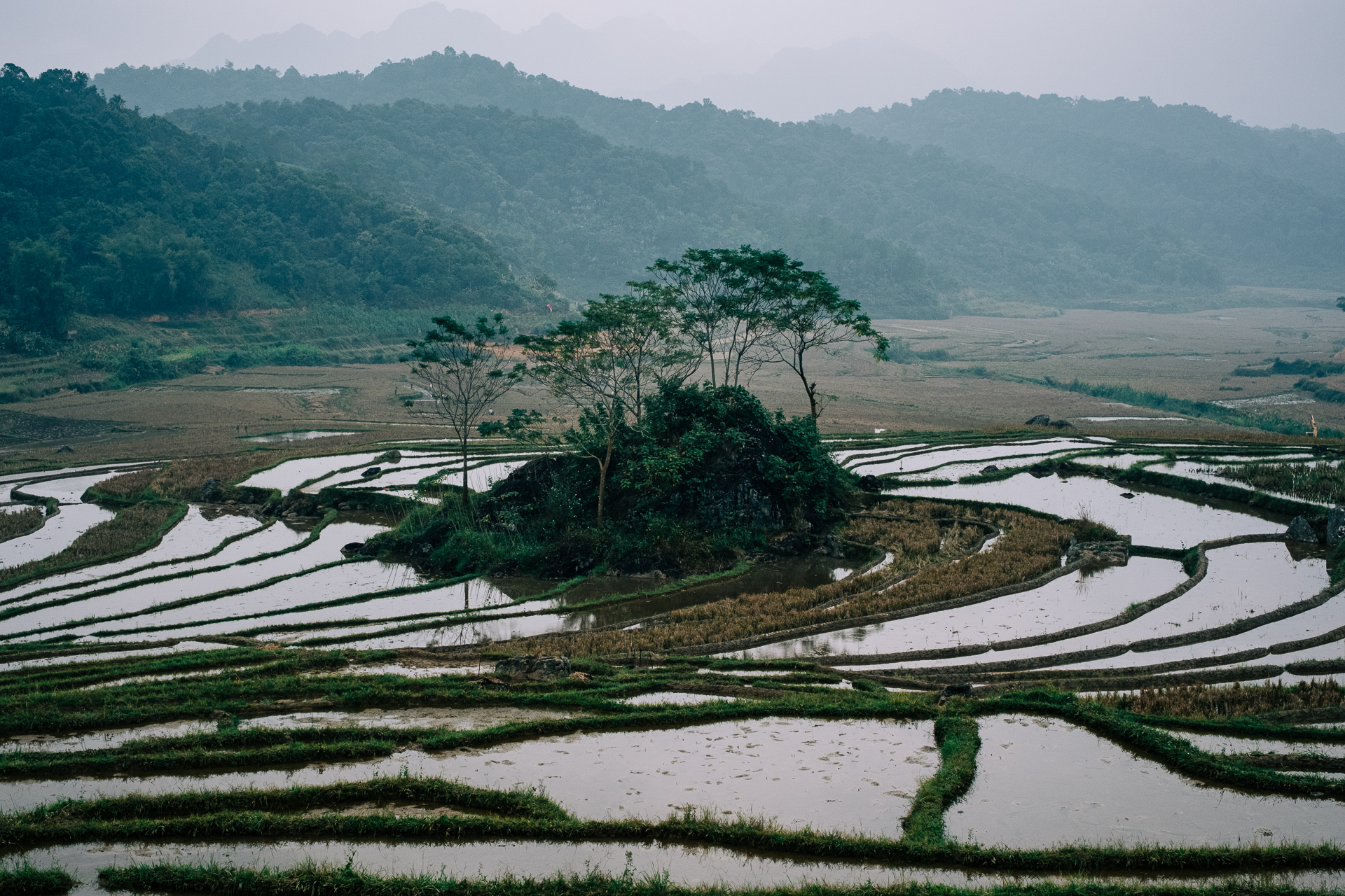 Panoramic view of terraced rice fields in Pu Luong, Vietnam, during harvest season, with morning mist rolling over the hills.