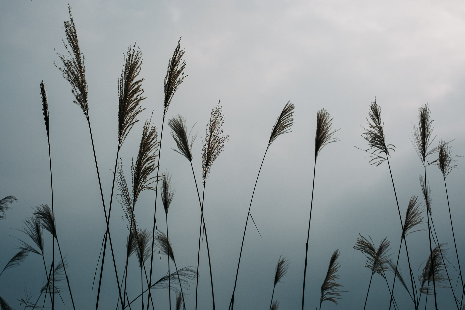Tall wild grass swaying in the wind under a moody sky in Pu Luong, Vietnam.