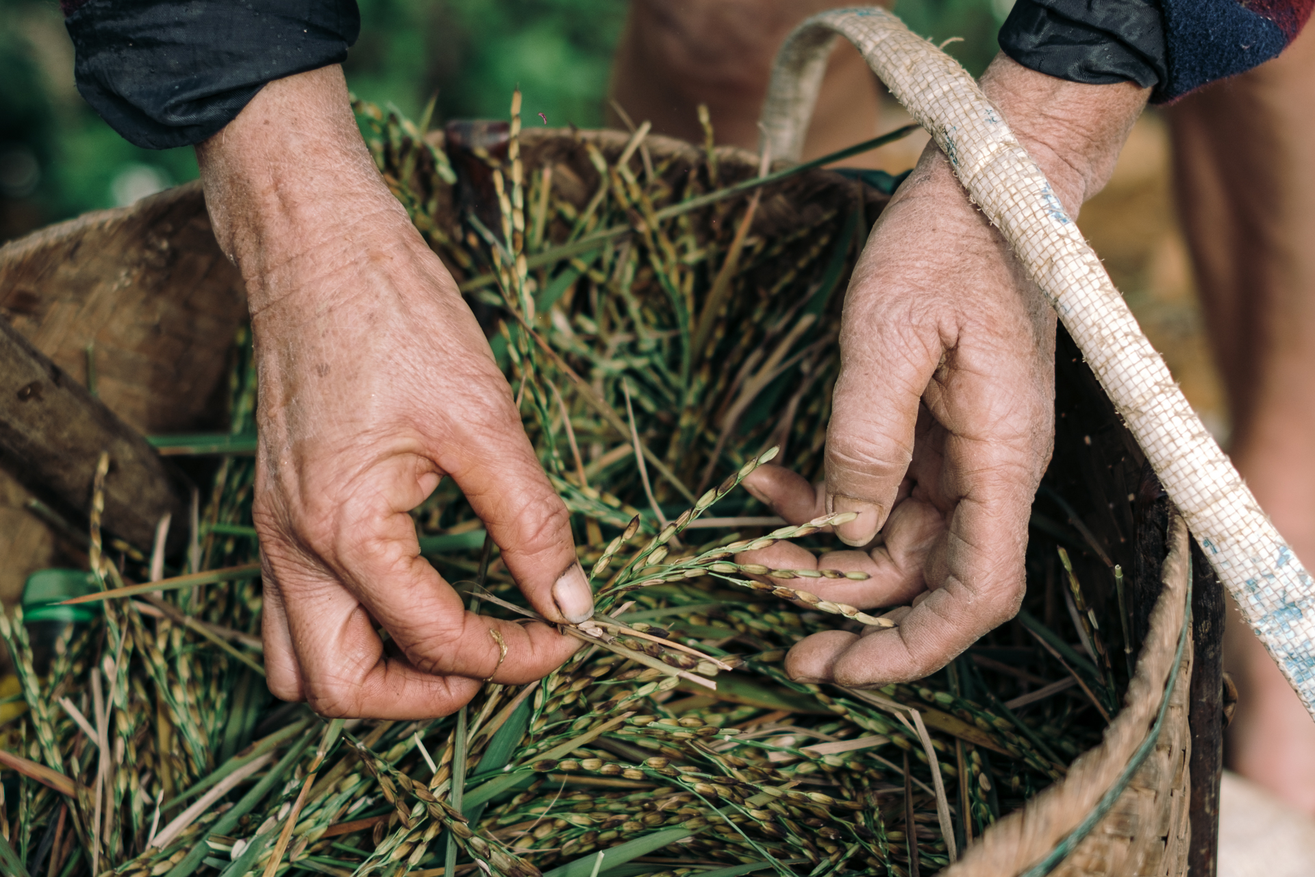 Close-up of a farmer’s hands harvesting fresh rice in Pu Luong, Vietnam.